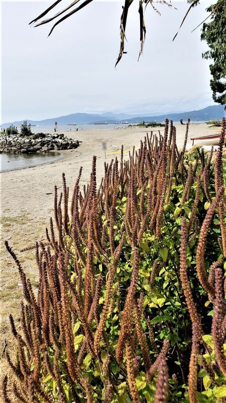 Da Vancouver (Canada): cv di Teucrium hircanicum (Lamiaceae)